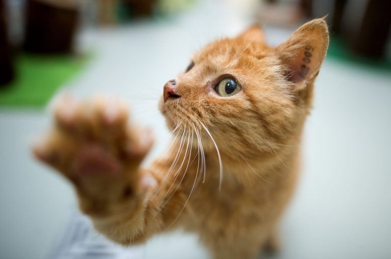 Der Oberste Gerichtshof (OGH) stuft ein generelle Verbotsklausel zur Haustierhaltung als Benachteiligung für Mieter ein. Bei Katzen und Hunden gehen die Meinungen auseinander. <span class="copyright">APA/dpa/Julian Stratenschulte</span>