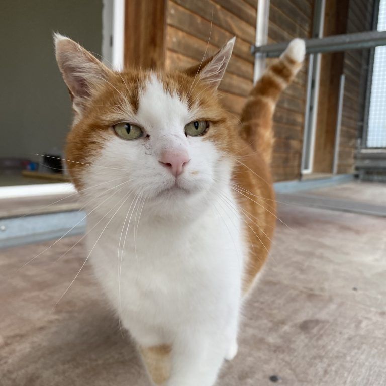 Kater Hesters ist Freigänger. <span class="copyright">Tierschutzheim</span>