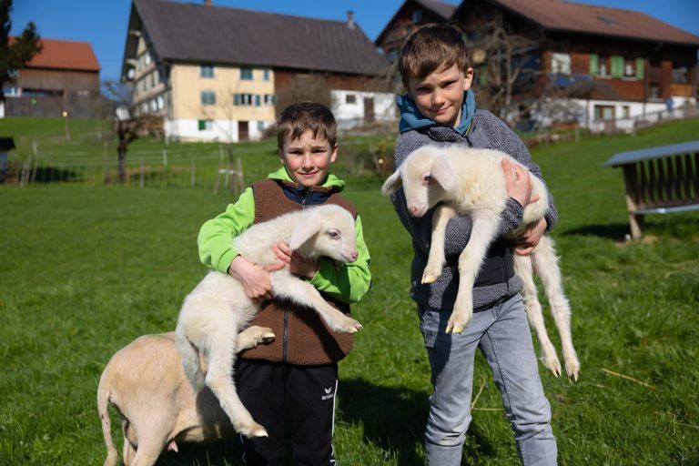 Linus und Felix Pohl aus Egg mit zwei Lämmern. <span class="copyright">Klaus Hartinger</span>