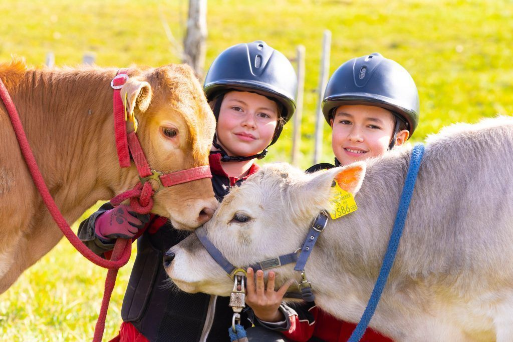 Wo man auf Kälbern statt auf Pferden reitet