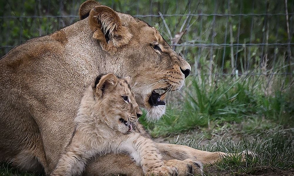 Tierschutzstation bittet um Hilfe zur Rettung von 25 Löwen