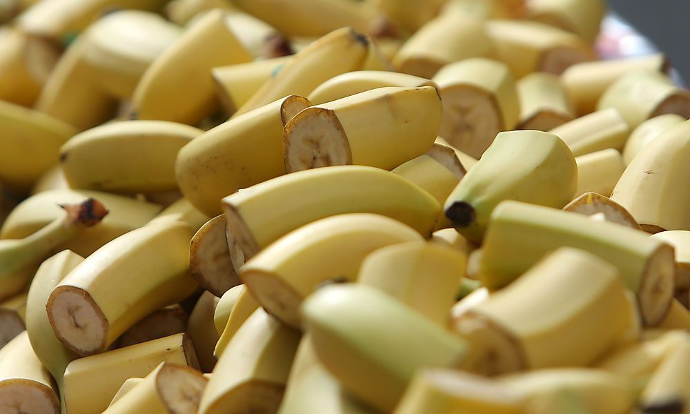 Zwei Tonnen Kokain in Bananen-Ladung gefunden