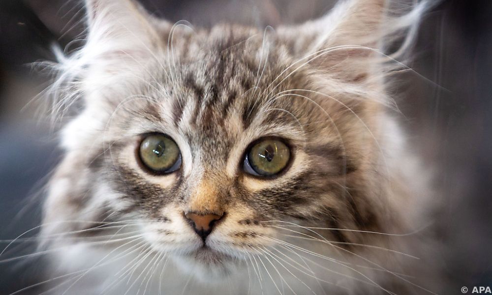 Schlaue Klappe lässt Katze nur ohne Beute ins Haus
