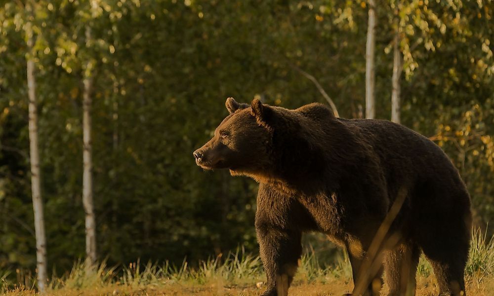 Jagd auf Problembären im Trentino in vollem Gange