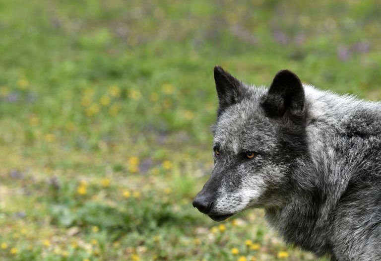 Der Wolf war in dieser Legislaturperiode Thema einer Petition. Diese kam aus der steirischen Gemeinde Bad Aussee.<span class="copyright"> Symbolbild/APA/HANS KLAUS TECHT</span>