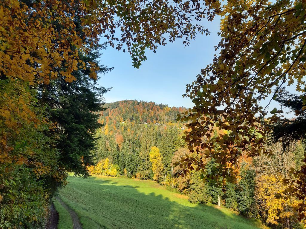 Mischwälder sollen zunehmen