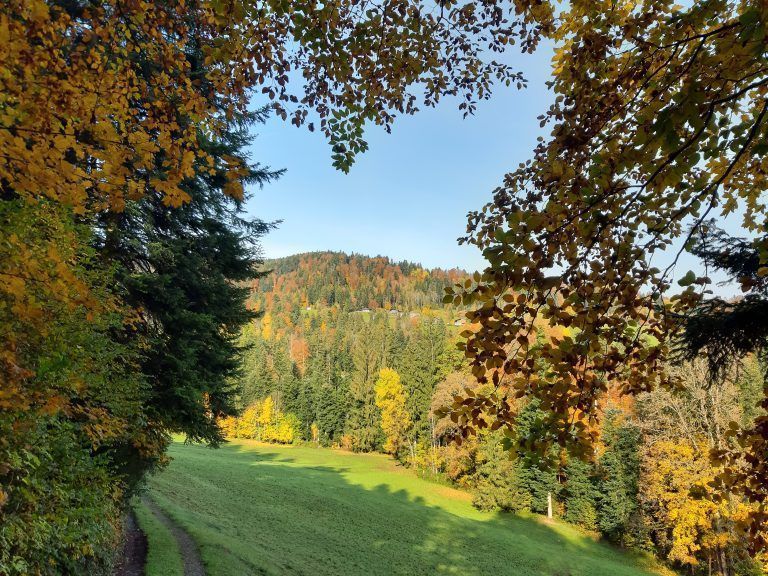 Mischwälder sollen zum Erreichen der Klimaziele beitragen. <span class="copyright">Hertha Glück</span>