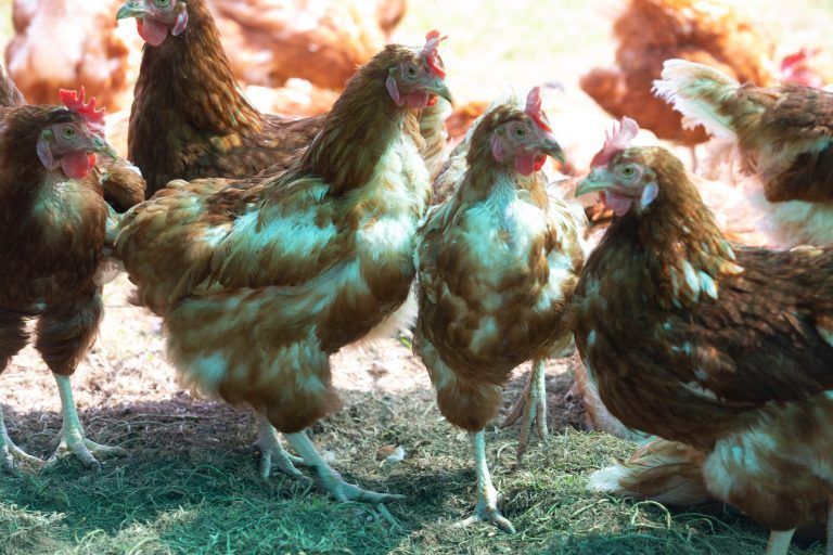 Derzeit dürfen Hühner wegen der Vogelgrippe nicht ins Freie. <span class="copyright">Klaus Hartinger</span>