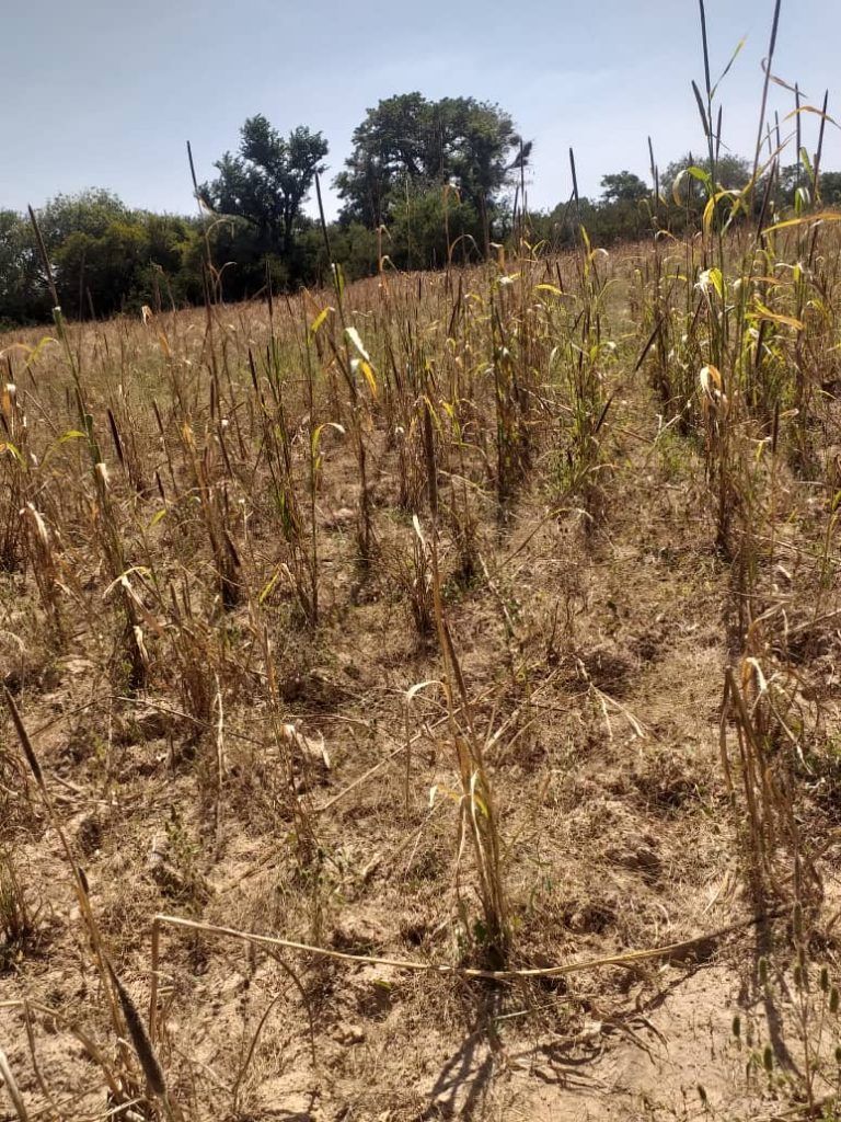 Der Klimawandel sorgt immer häufiger für Dürren in Mali. Dann können keine Nahrungsmittel erstellt werden und die Einkunftsquellen brechen weg. <span class="copyright">privat</span>