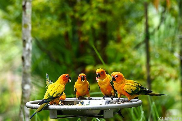 Größter Vogelpark Asiens in Singapur eröffnet