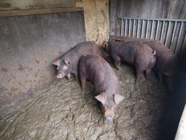 Die Schweine stehen in ihrem eigenen Dreck. <span class="copyright">VGT</span>