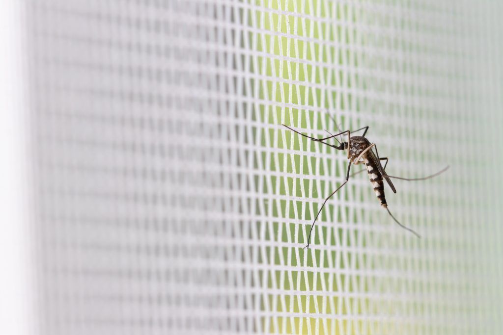 Wieso uns heuer eine Mückenplage bevorstehen könnte