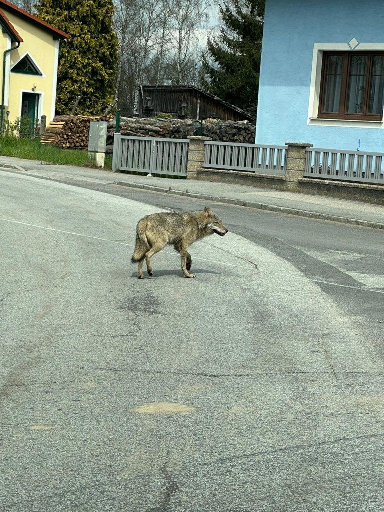 Wolf spazierte seelenruhig durch Ortschaft, Experte beunruhigt