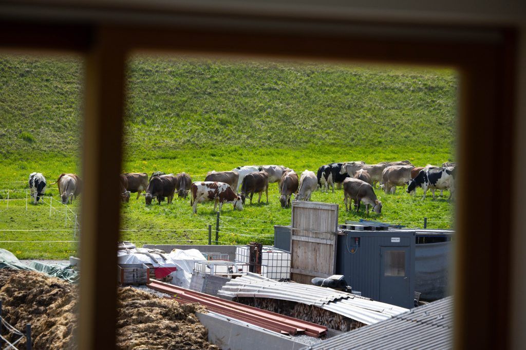 Land steuert auf Tierarztmangel zu