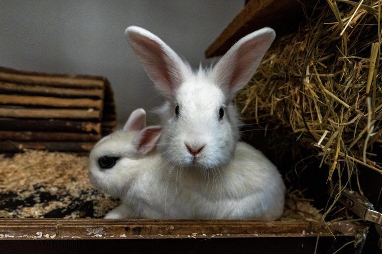 Im Tierheim landen vermehrt Fundkaninchen. <span class="copyright">Stiplovsek</span>