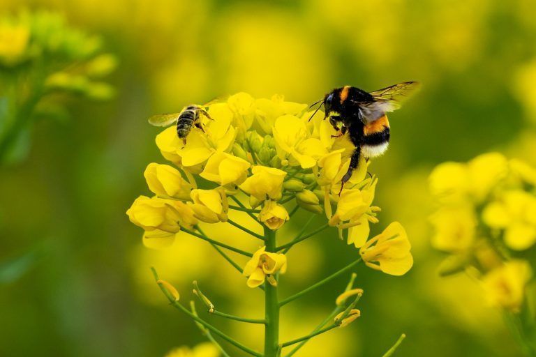 In der Hauptblütezeit im Rheintal herrschte schlechtes Wetter und die Bienen, die bei Regen meist nicht fliegen, konnten wenig Blüten sammeln. <span class="copyright">Stiplovsek</span>