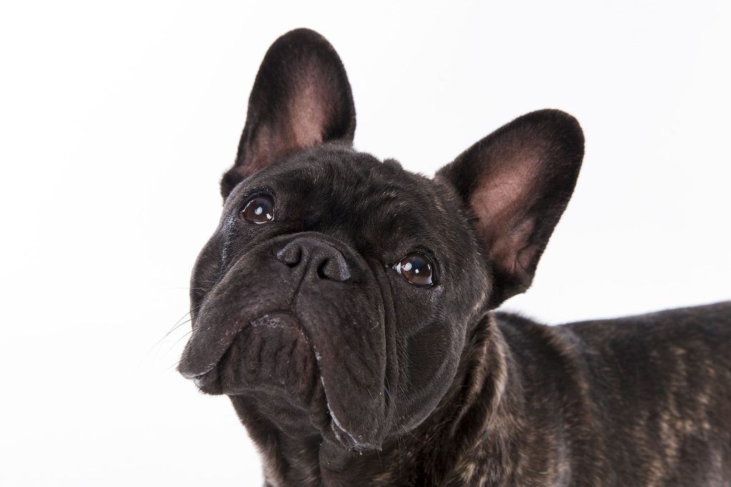 Ein Mann warf in Wien seinen Hund vom Balkon