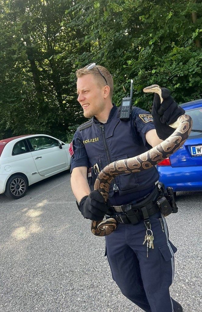 Polizisten fanden 1,5 Meter langen Königspython in Wien-Hernals