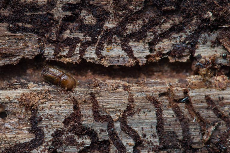 Der Schädling in einem Gang, den er in den Stamm einer Fichte gefressen hat. <span class="copyright">APA/ZB/Klaus-Dietmar Gabbert</span>