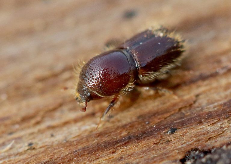 Ein Borkenkäfer krabbelt über die Unterseite einer Fichtenrinde. <span class="copyright">APA/dpa/Roland Weihrauch</span>