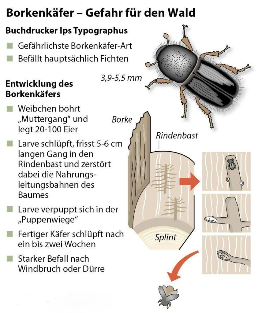 Für wen das kalt-feuchte Frühjahr gut war