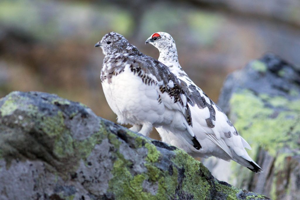 Alpen erschweren Vögeln  Flucht vor Klimawandel