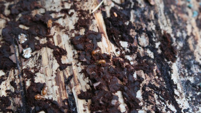 Jungkäfer auf einem Baum. <span class="copyright">LK/Ölz</span>