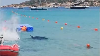 Thunfisch löst auf Malta Panik aus