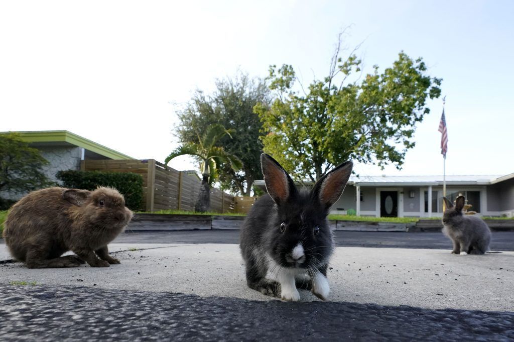 Flauschige Kaninchen übernehmen Stadt in Florida