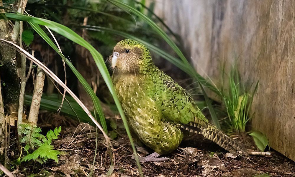 Kakapos nach 40 Jahren zurück in Neuseeland