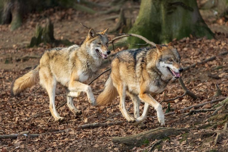Die zwei Wölfe im Wildpark Feldkirch betrifft die Diskussion nicht. <span class="copyright">Stiplovsek</span>