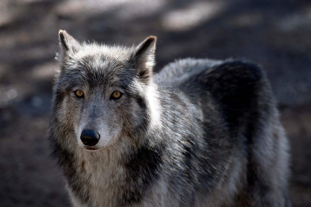 LK-Präsident Moosbrugger: &#8220;Wolf umgehend zum Abschuss freigeben&#8221;.´