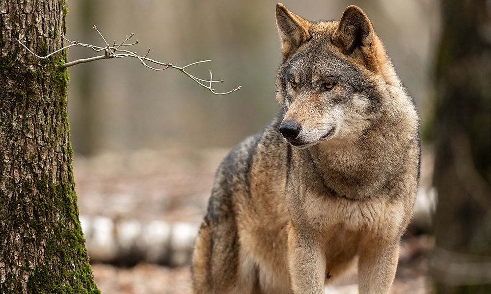Erschossen: Toter Wolf wurde in Donau entdeckt