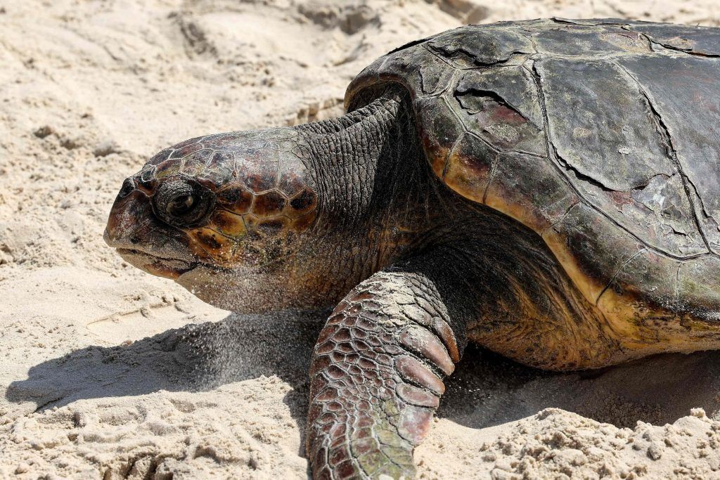 Mallorca erstmals im Schildkrötenfieber