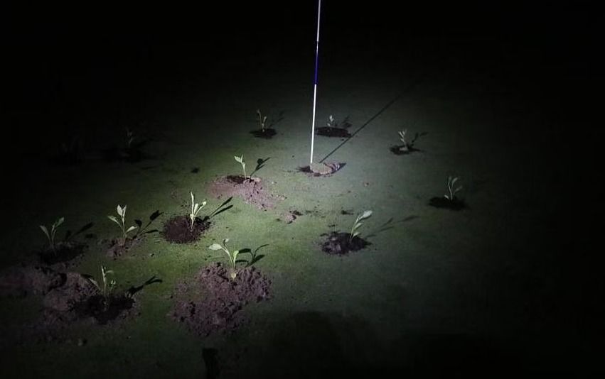 Spanien: Klimaaktivisten betonieren Löcher auf Golfplätzen zu