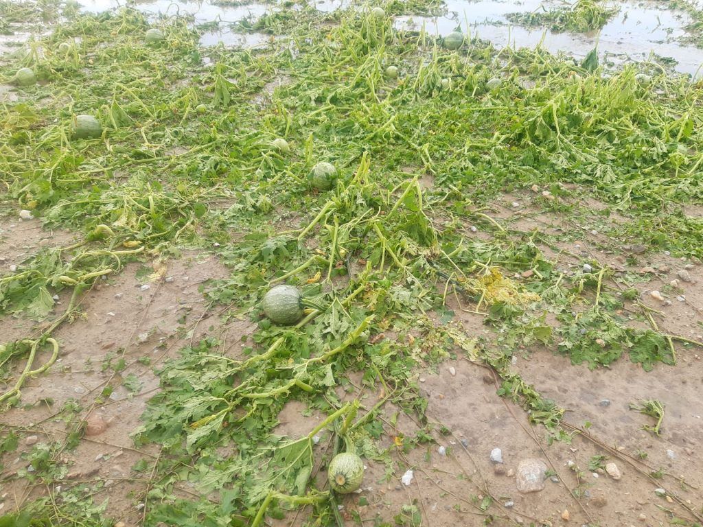 Unwetter: Hohe Schäden in der Landwirtschaft
