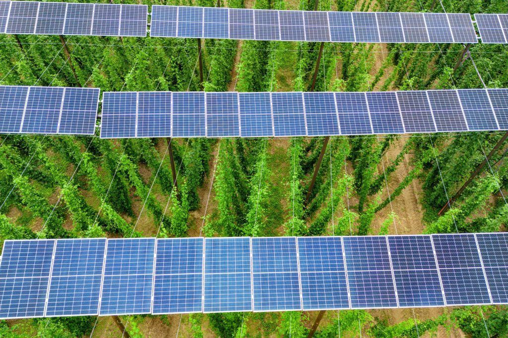 Start für erste Hopfen-Agri-Photovoltaik-Anlage in Deutschland