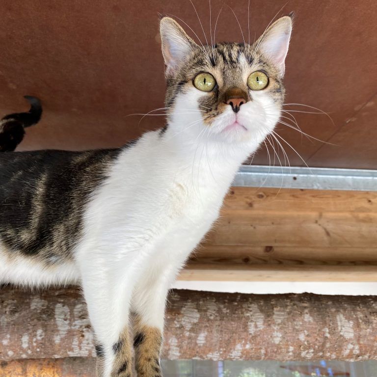 Kater Matthias wünscht sich Freigang. <span class="copyright">Tierschutzheim</span>