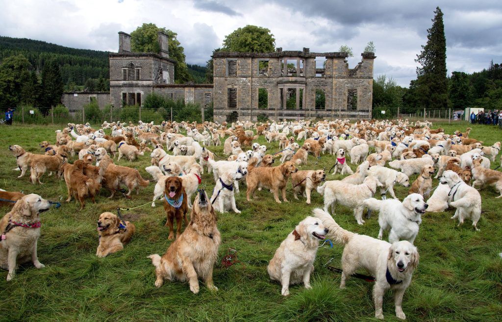 Flauschiges Familientreffen in Schottland