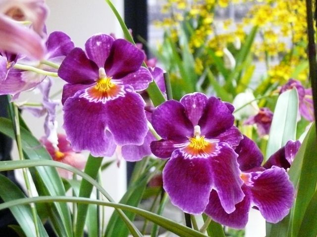 Aus manchen Ländern dürfen Orchideen nur mit Genehmigung ausgeführt werden. <span class="copyright">NEUE</span>