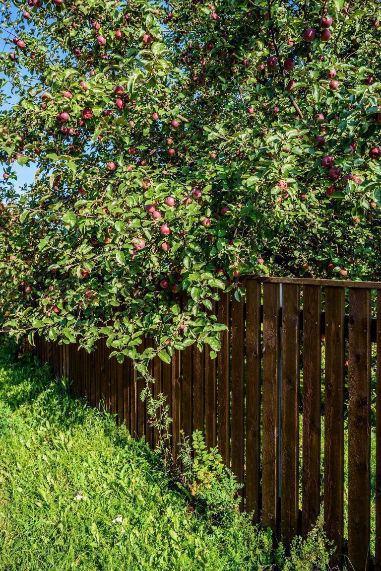 Reichen die Äpfel des Baumes auf das Nachbargrundstück, darf der Nachbar die Äpfel ernten und behalten. <span class="copyright">Shutterstock</span>