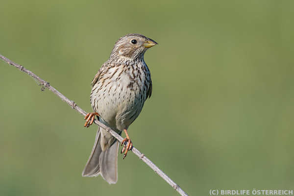 BirdLife: Hälfte aller Vögel in Österreich verschwunden