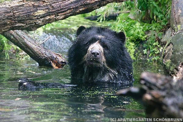 Tiergarten Schönbrunn startet Bären-WG