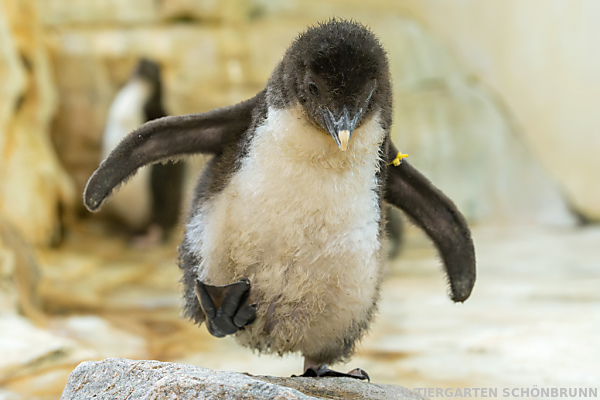Eisschwund hat katastrophale Folgen für Kaiserpinguine