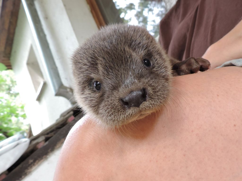 Zwei Fischotterbabys gefunden