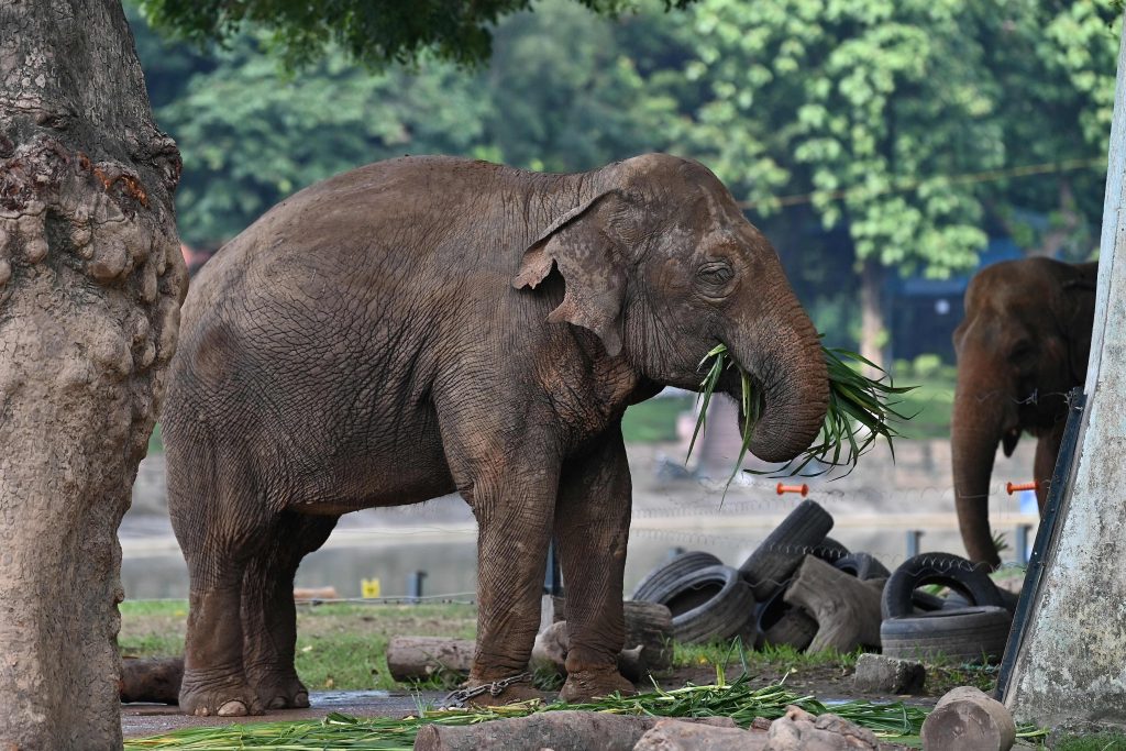 Ältester Elefant stirbt fünf Jahre, nachdem er in &#8220;Pension&#8221; ging
