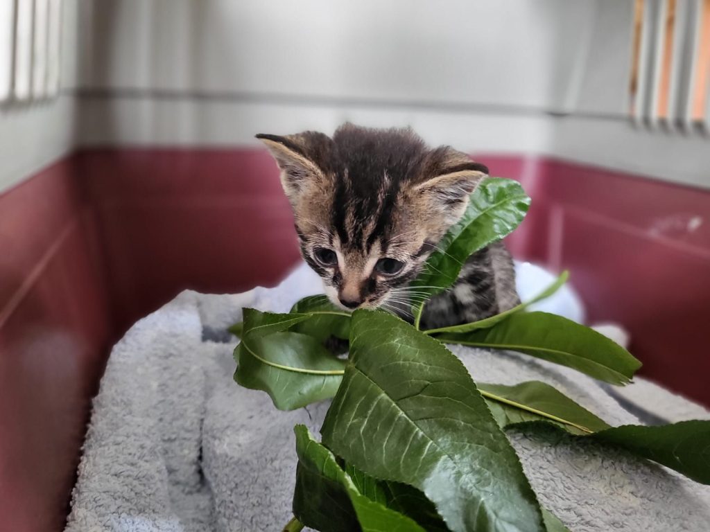 Zwei hilflose Katzenbabys beim Müll ausgesetzt