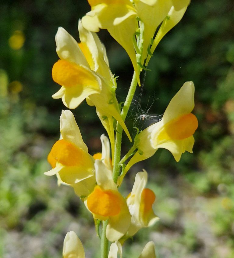 Das Gewöhnliche Leinkraut (Linaria vulgaris).<span class="copyright"> Gerhard Vylet</span>