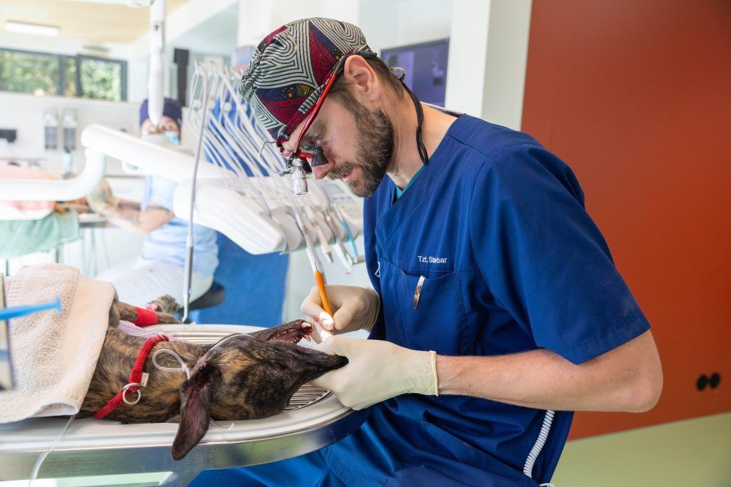 Hinter den Kulissen einer Tierklinik