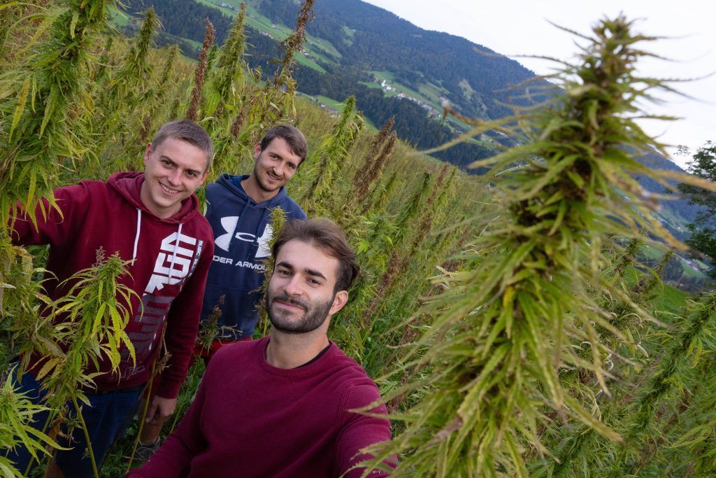 Drei Wälder und ihre Faszination für den Hanf